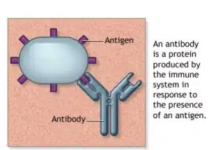 Chlamydia antigen Rapid test premise
